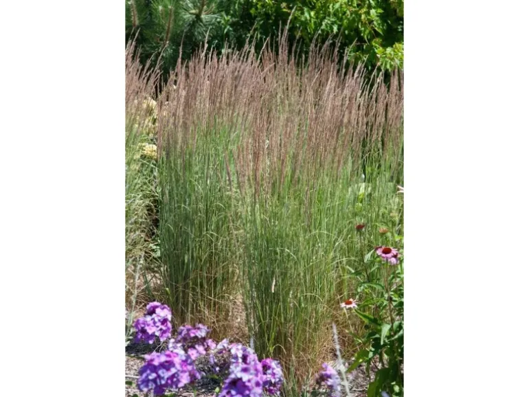 Calamagrostis X Acutiflora Avalanche Ziergras Ca. 9X9 cm Topf