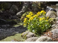 Caltha Palustris Sumpfdotterblume Ca. 9x9 cm Topf