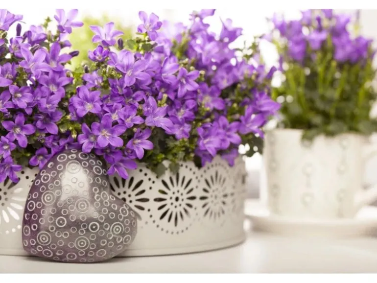 Campanula Portenschlagiana Polsterglockenblume Violett Ca. 9x9 cm Topf