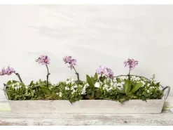 Campanula Portenschlagiana Polsterglockenblume Violett Ca. 9x9 cm Topf