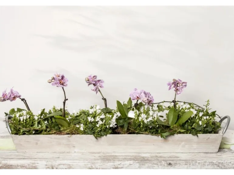 Campanula Portenschlagiana Polsterglockenblume Violett Ca. 9x9 cm Topf