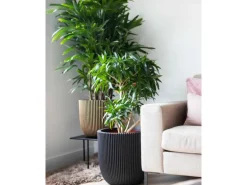 Capi Pflanztopf Kugel Groove Ø 43 cm x 41 cm Gold-Schwarz