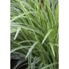 Carex Morrowii Ice Dance Japan-Segge Immergrün Ca. 9x9 cm Topf