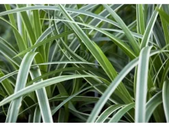 Carex Morrowii Ice Dance Japan-Segge Immergrün Ca. 9x9 cm Topf