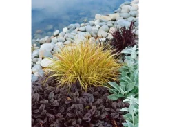 Carex Sylvatica Wald-Segge Ca. 9x9 cm Topf