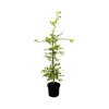 Carpinus betulus 60-100 cm 3 Liter Topf