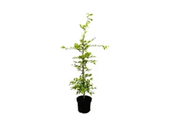 Carpinus betulus 60-100 cm 3 Liter Topf