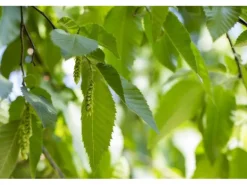 Carpinus betulus 60-100 cm 3 Liter Topf
