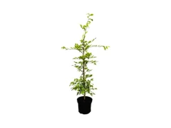 Carpinus betulus 80-100 cm 3 Liter Topf