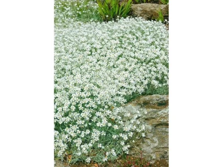 Cerastium Tomentosum Silberteppich Weiß Ca. 9x9 cm Topf