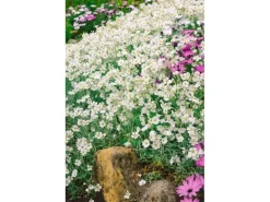 Cerastium Tomentosum Silberteppich Weiß Ca. 9x9 cm Topf