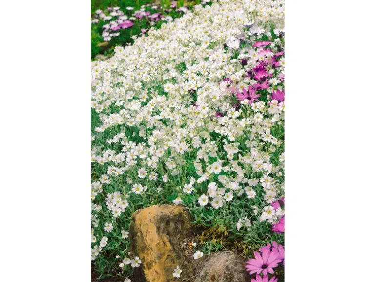 Cerastium Tomentosum Silberteppich Weiß Ca. 9x9 cm Topf
