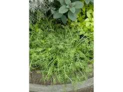 Chamaemelum Nobile Treneague Römische Kamille Ca. 9x9 cm Topf