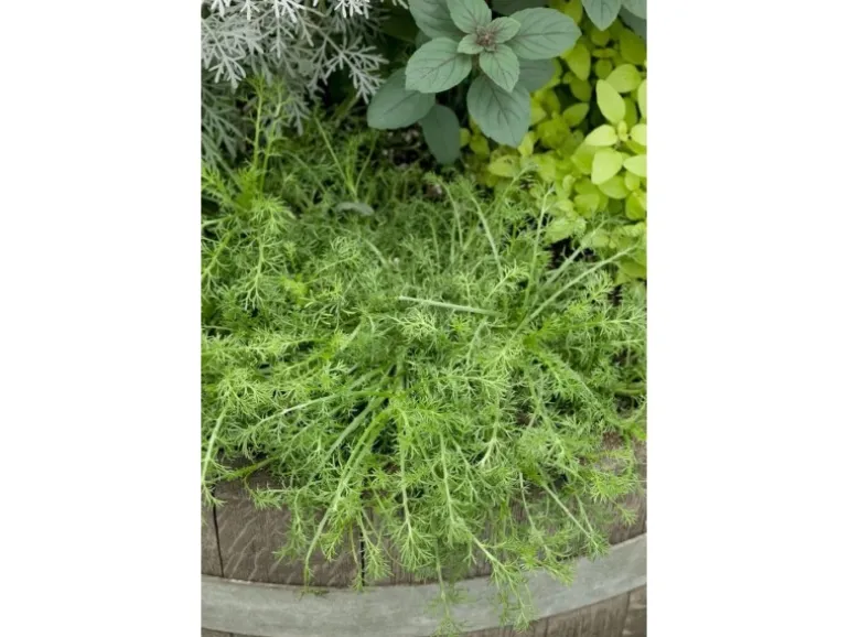 Chamaemelum Nobile Treneague Römische Kamille Ca. 9x9 cm Topf