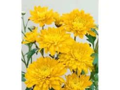 Chrysanthemum X Hort. Bienchen Gartenchrysantheme Ca. 9x9 cm Topf