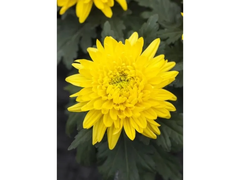 Chrysanthemum X Hort. Bienchen Gartenchrysantheme Ca. 9x9 cm Topf