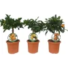 Citrus Mix Stamm Sortenauswahl Höhe ca. 20 - 40 cm Topf-Ø ca. 15 cm Citrus