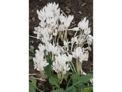 Colchicum Autumnale Album Herbstzeitlose Ca. 11x11 cm Topf