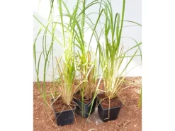 Cortaderia Selloana Pampasgras Silbrig-Weiß Ca. 12 cm Topf