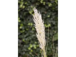 Cortaderia Selloana Pampasgras Silbrig-Weiß Ca. 12 cm Topf