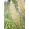 Cortaderia Selloana Pumila Pampasgras Kompakt Ca. 9x9 cm Topf