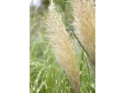 Cortaderia Selloana Pumila Pampasgras Kompakt Ca. 9x9 cm Topf