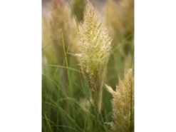 Cortaderia Selloana Pumila Pampasgras Kompakt Ca. 9x9 cm Topf