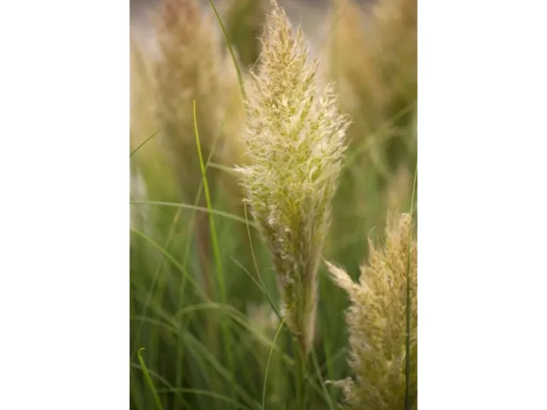 Cortaderia Selloana Pumila Pampasgras Kompakt Ca. 9x9 cm Topf
