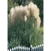 Cortaderia Selloana Sunningdale Silver Pampasgras Silbrig Ca. 11x11 cm Topf