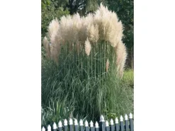 Cortaderia Selloana Sunningdale Silver Pampasgras Silbrig Ca. 11x11 cm Topf