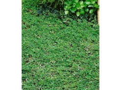 Cotoneaster Dammeri Frieders Evergreen Immergrün Ca. 9x9 cm Topf