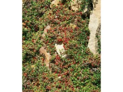 Cotoneaster Microphyllus Streibs Findling Ca. 9x9 cm Topf Immergrün