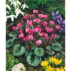 Cyclamen Coum Ssp.coum Vorfrühlings-Alpenveilchen Ca. 9x9 cm Topf