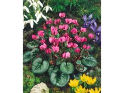 Cyclamen Coum Ssp.coum Vorfrühlings-Alpenveilchen Ca. 9x9 cm Topf