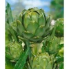 Cynara Scolymus Artischocke Ca. 11x11 cm Topf