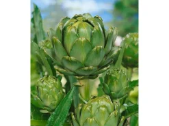 Cynara Scolymus Artischocke Ca. 11x11 cm Topf