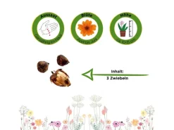 Deine Gartenwelt Glücksklee Zwiebeln Samen