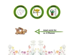 Deine Gartenwelt Nordmanntanne Samen