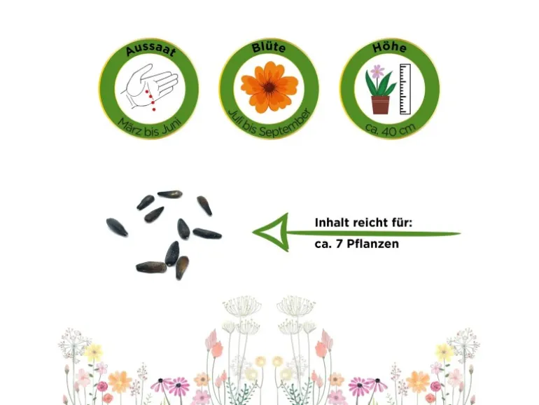 Deine Gartenwelt Zwergsonnenblume Pacino Gold Samen