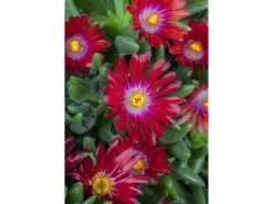 Delosperma Congestum Mittagsblume Gelb Ca. 9x9 cm Topf