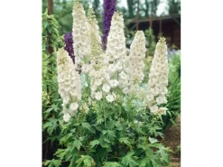 Delphinium Pacific Galahad Rittersporn Ca. 11x11 cm Topf