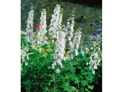 Delphinium Pacific Galahad Rittersporn Ca. 11x11 cm Topf