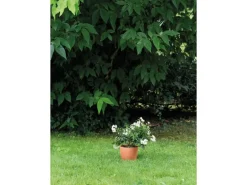 Deroma Pflanztopf Egg Pot Ø 15,9 cm x 14,2 cm Terracotta