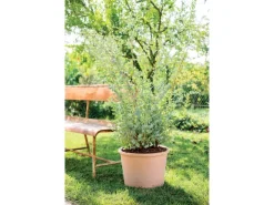 Deroma Pflanztopf Zylinder Bordato 43 cm Weiß