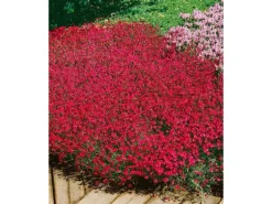 Dianthus Deltoides Brillant Heide Nelke Ca. 9x9 cm Topf