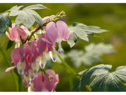 Dicentra Spectabilis Tränendes Herz Ca. 9x9 cm Topf