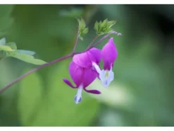 Dicentra Spectabilis Tränendes Herz Ca. 9x9 cm Topf