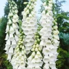 Digitalis Purpurea Alba Fingerhut Ca. 9x9 cm Topf