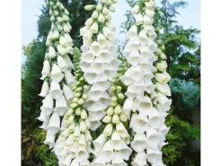 Digitalis Purpurea Alba Fingerhut Ca. 9x9 cm Topf