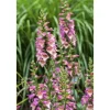 Digitalis Purpurea Roter Fingerhut Ca. 9x9 cm Topf